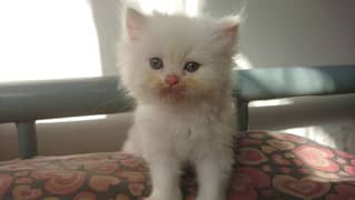 Persian kittens Available