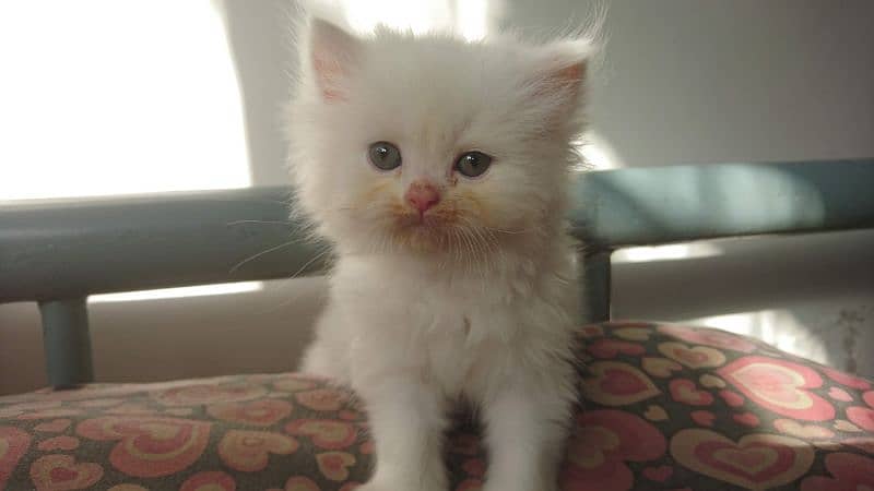 Persian kittens Available 0