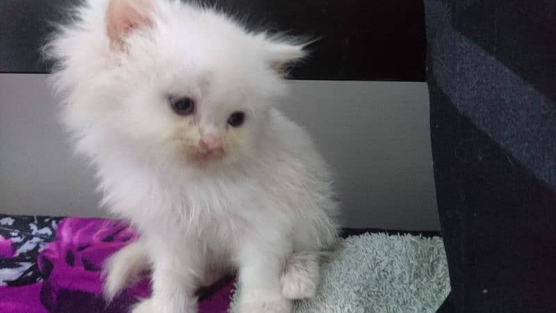 Persian kittens Available 1