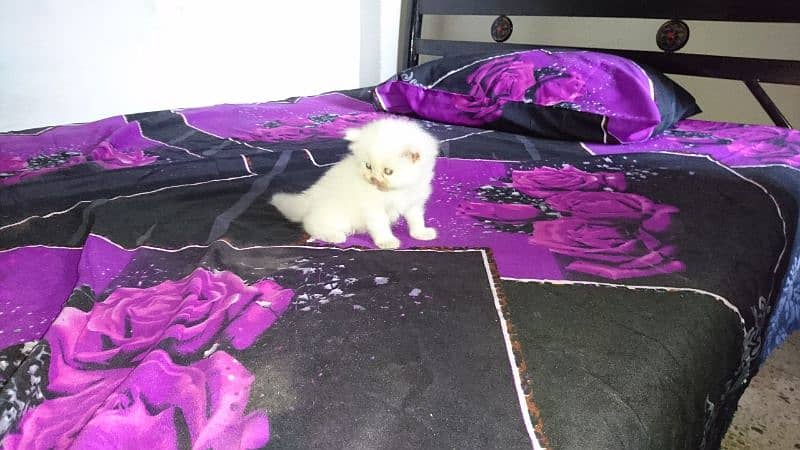 Persian kittens Available 2