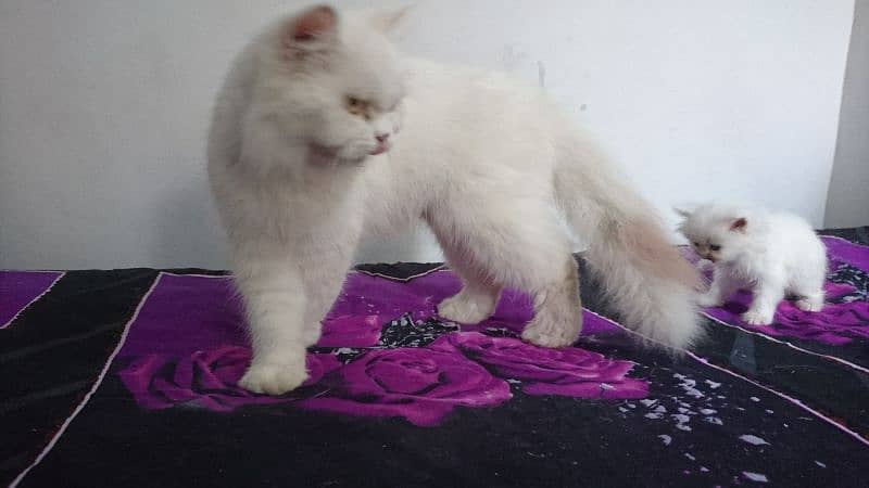 Persian kittens Available 4