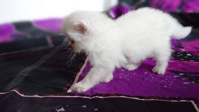 Persian kittens Available 6