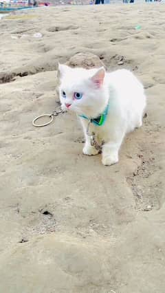 white parcian female cat ergent sale