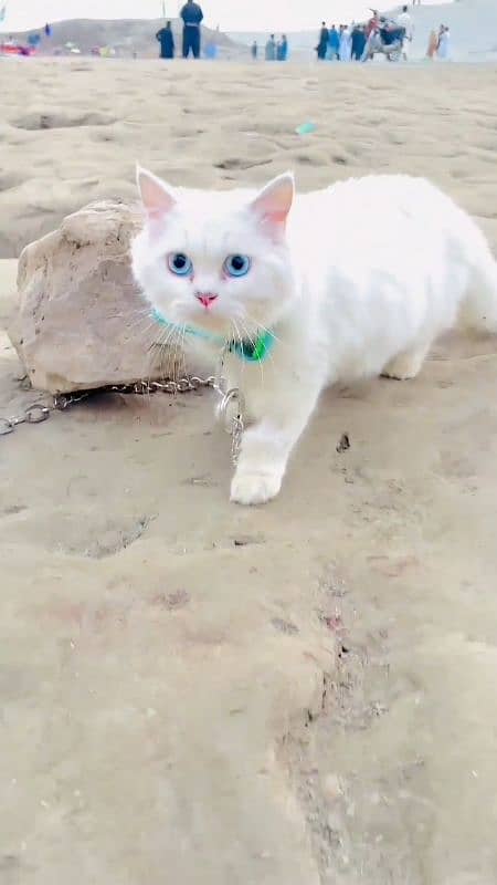 white parcian female cat ergent sale 1