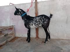 bakra/bakri