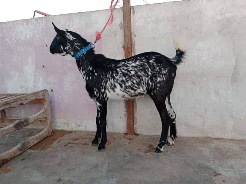 bakra/bakri 0