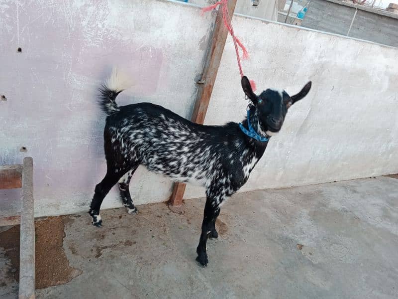 bakra/bakri 1