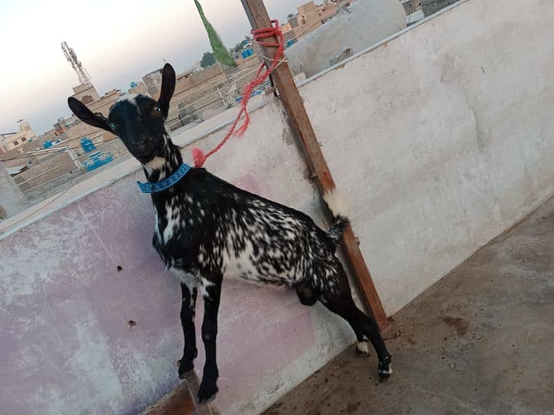 bakra/bakri 2