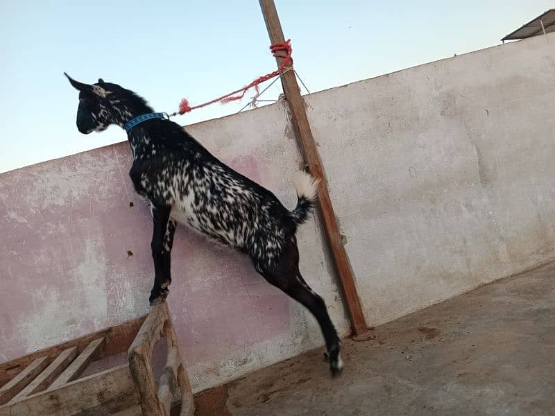 bakra/bakri 3