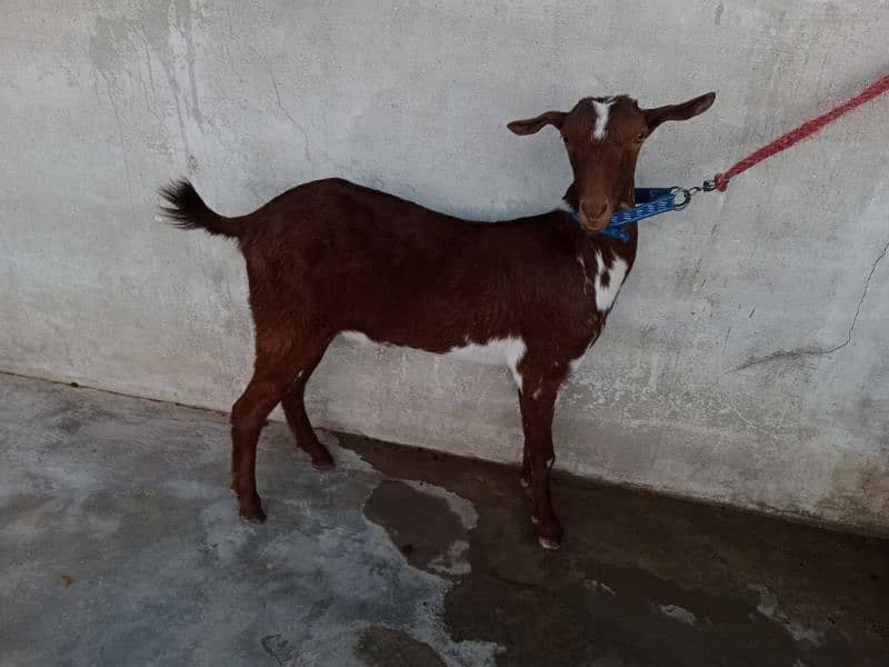 bakra/bakri 9