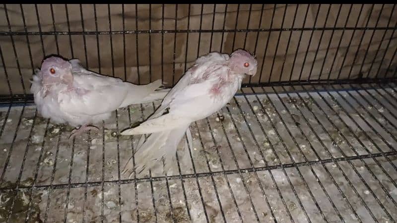 Albino black eye pair(Rs3200)/eno white cocktail chicks (Rs 2800) 4