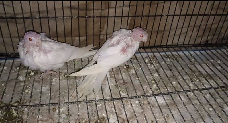 Albino black eye pair(Rs3200)/eno white cocktail chicks (Rs 2800) 5