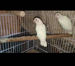 Albino black eye pair(Rs3200)/eno white cocktail chicks (Rs 2800)