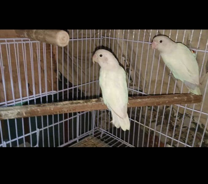 Albino black eye pair(Rs3200)/eno white cocktail chicks (Rs 2800) 0