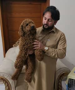 imported poodle red colour landed first time in pakistan from russia