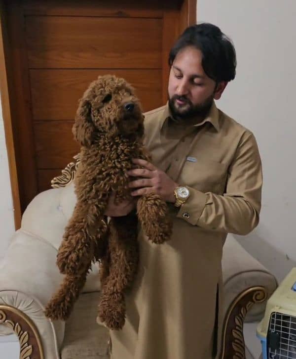 imported poodle red colour landed first time in pakistan from russia 0