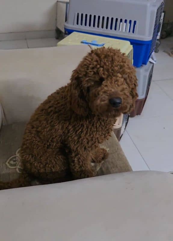 imported poodle red colour landed first time in pakistan from russia 2