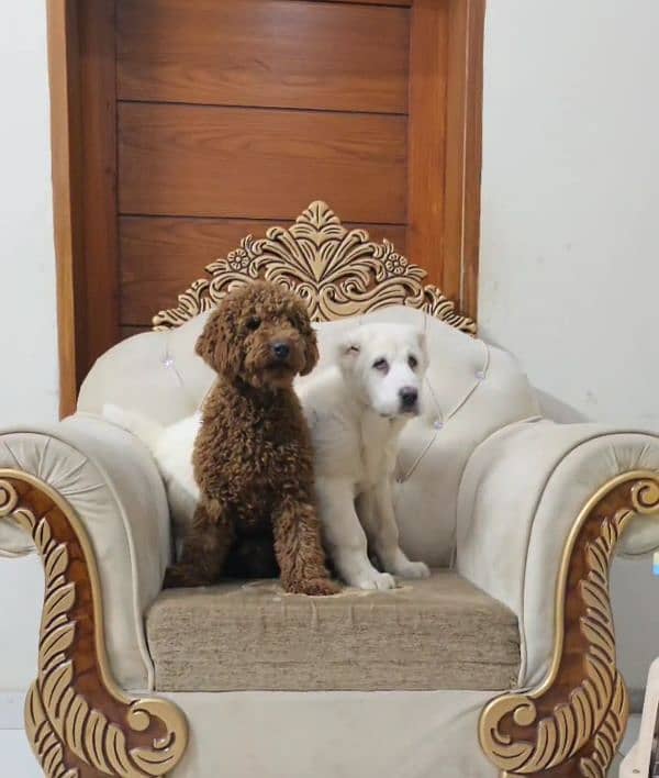 imported poodle red colour landed first time in pakistan from russia 4