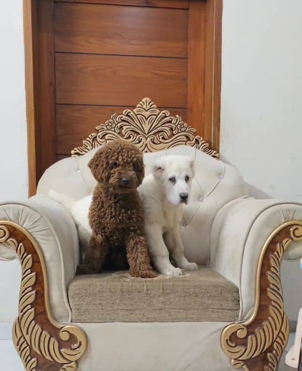 imported poodle red colour landed first time in pakistan from russia 5