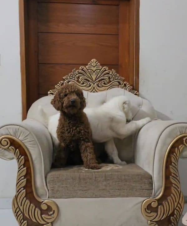 imported poodle red colour landed first time in pakistan from russia 6