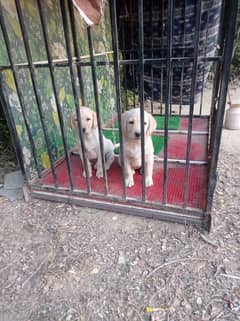 2 Lab female puppies