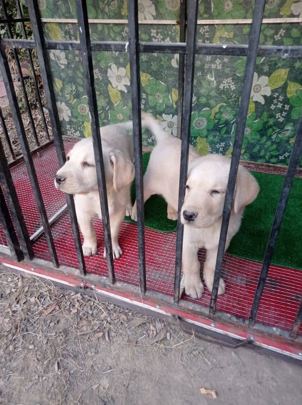 2 Lab female puppies 1