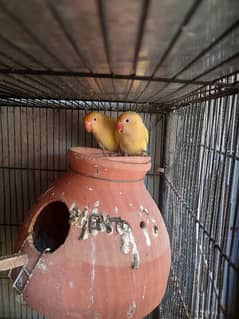 love birds