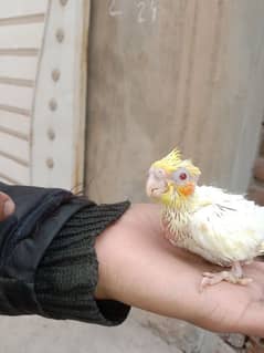 common white red eye cocktail chick