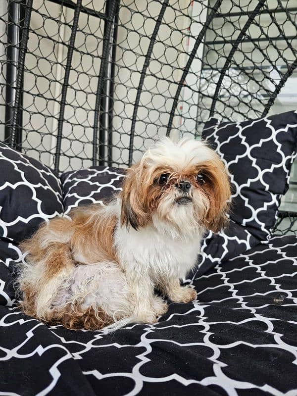 shih tzu female dog 0