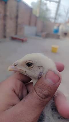 Sindhi and Java aseel chicks for sale price 1 chick 1000 ka ha