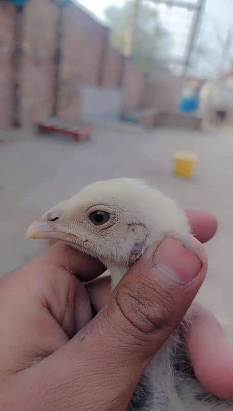 Sindhi and Java aseel chicks for sale price 1 chick 1000 ka ha 0