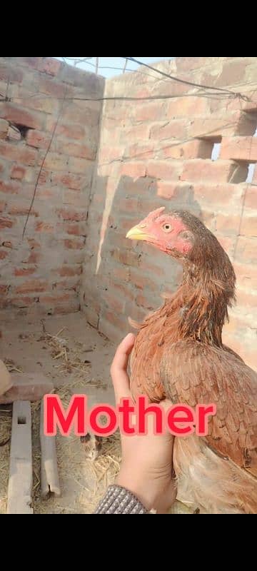 Sindhi and Java aseel chicks for sale price 1 chick 1000 ka ha 1