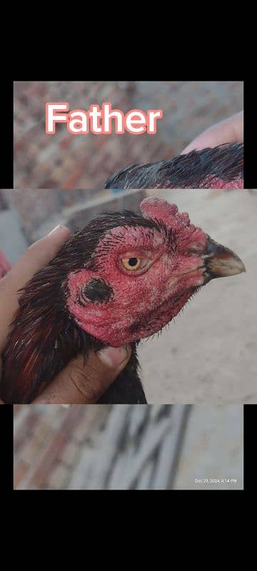 Sindhi and Java aseel chicks for sale price 1 chick 1000 ka ha 2