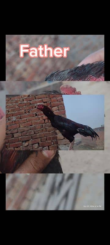 Sindhi and Java aseel chicks for sale price 1 chick 1000 ka ha 3