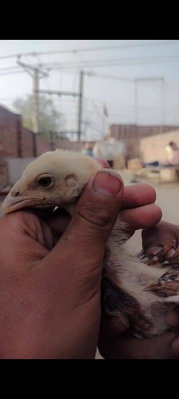 Sindhi and Java aseel chicks for sale price 1 chick 1000 ka ha 5