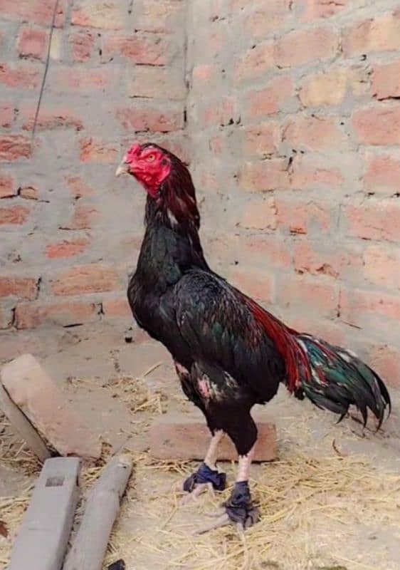 Sindhi and Java aseel chicks for sale price 1 chick 1000 ka ha 10