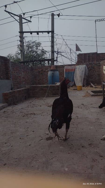 Sindhi and Java aseel chicks for sale price 1 chick 1000 ka ha 11