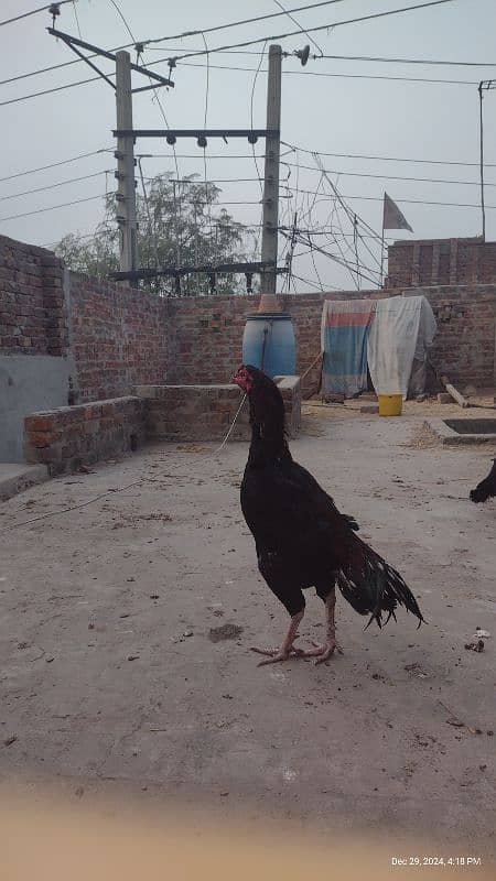 Sindhi and Java aseel chicks for sale price 1 chick 1000 ka ha 12