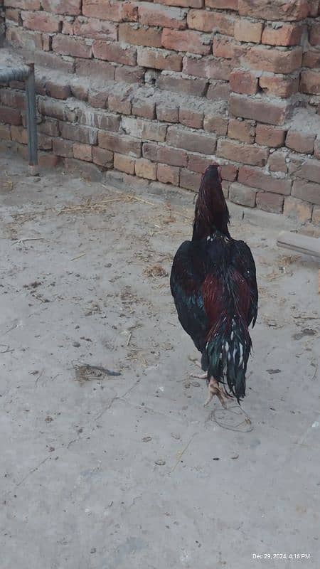 Sindhi and Java aseel chicks for sale price 1 chick 1000 ka ha 13