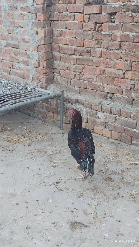 Sindhi and Java aseel chicks for sale price 1 chick 1000 ka ha 14