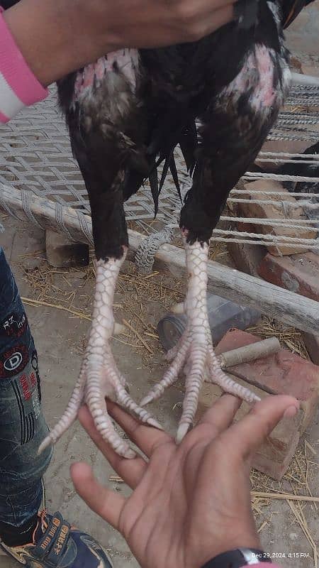 Sindhi and Java aseel chicks for sale price 1 chick 1000 ka ha 15