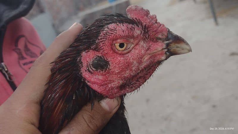 Sindhi and Java aseel chicks for sale price 1 chick 1000 ka ha 16