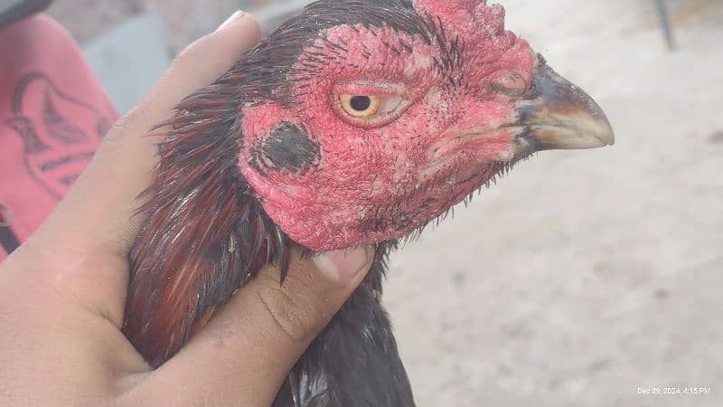 Sindhi and Java aseel chicks for sale price 1 chick 1000 ka ha 17