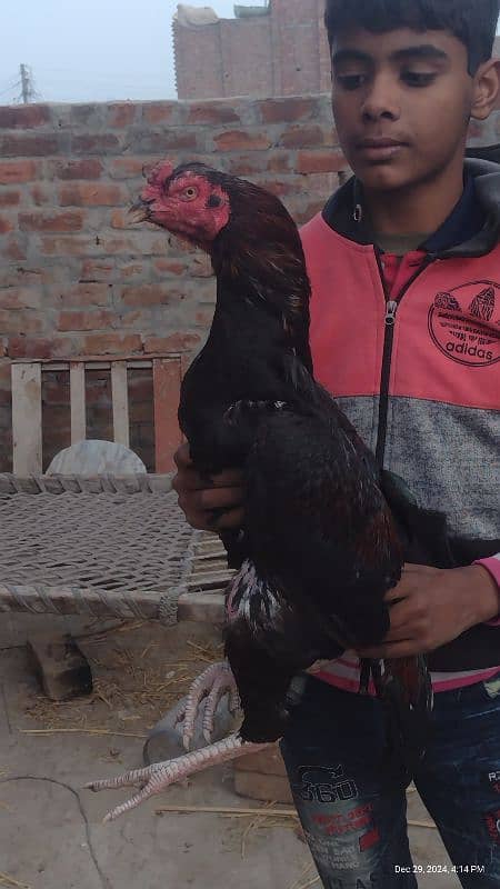 Sindhi and Java aseel chicks for sale price 1 chick 1000 ka ha 18