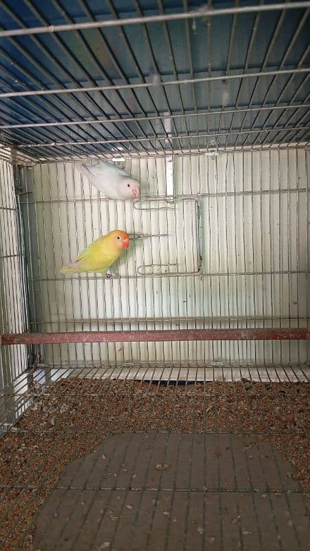 love bird available at very low price 1