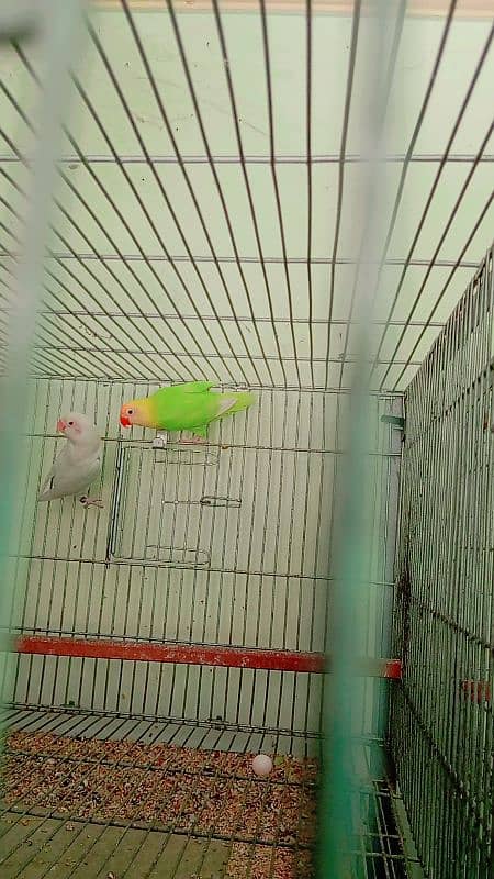 love bird available at very low price 2