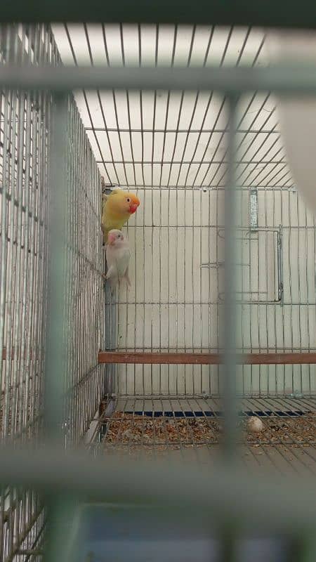 love bird available at very low price 3