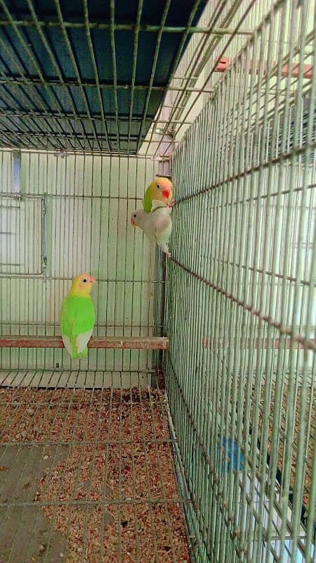 love bird available at very low price 4