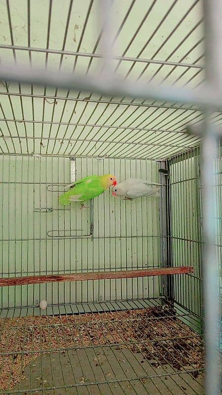 love bird available at very low price 5