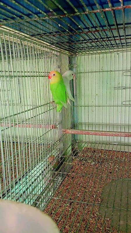 love bird available at very low price 8